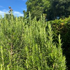 Large rosemary plant growing in garden