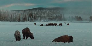 Buffalos in Yellowstone National Park in The National Parks: America's Best Idea