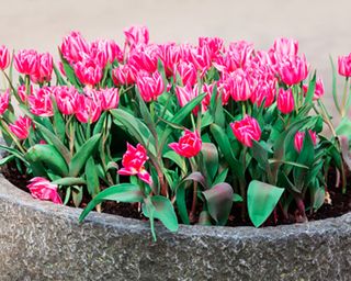 spring container ideas pink tulips in concrete planter