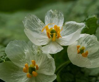 close-up of skeleton flower