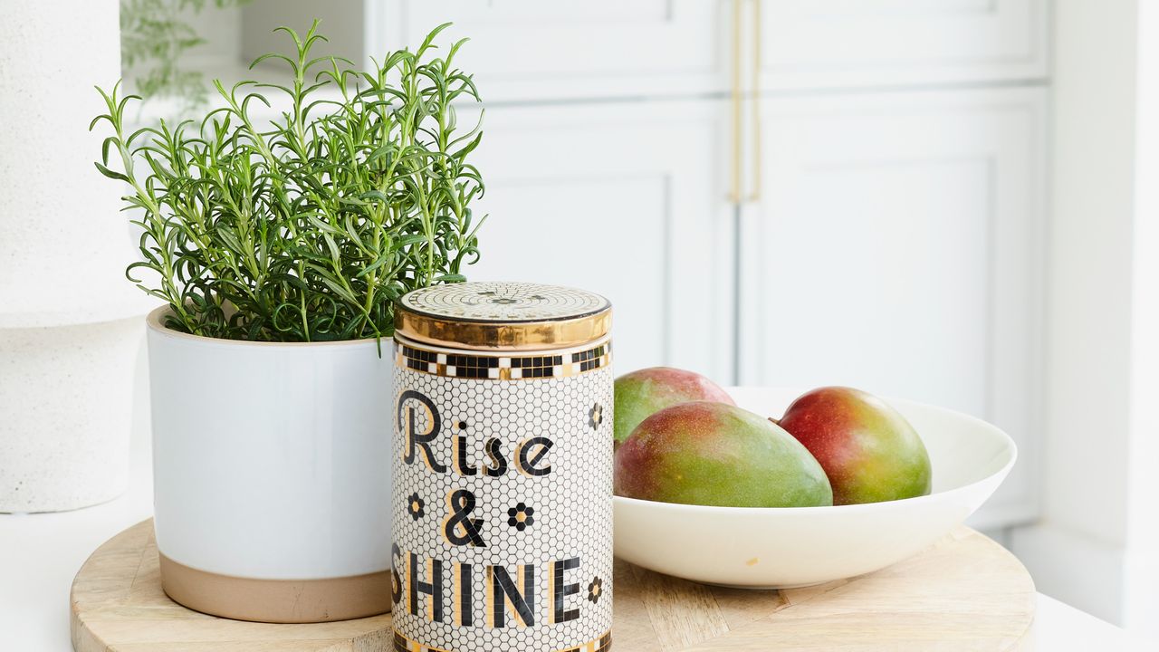 Rosemary plant in white pot in kitchen