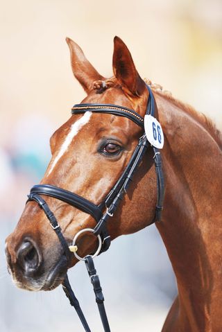 Horse head shot by Sebastian Oakley