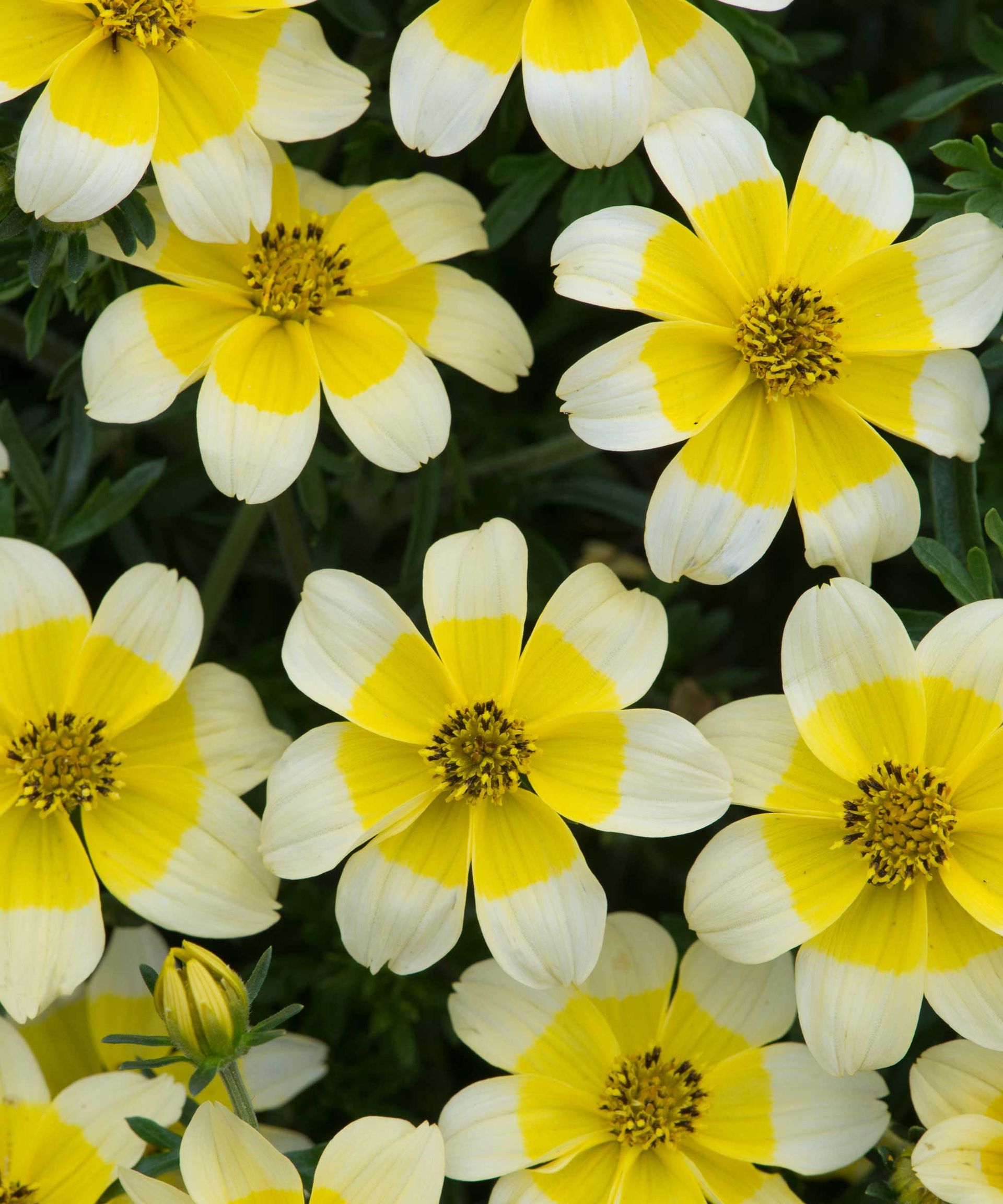 Best container plants 14 top picks for summertime pots Gardeningetc