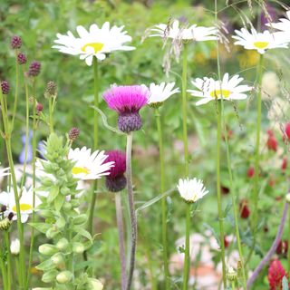 Close up of wildflowers including daisies and thistles