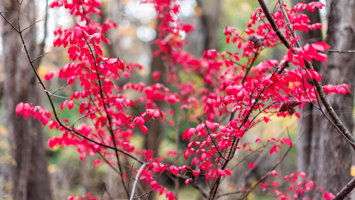 The Native Tree That Outshines Japanese Maple Every Fall – It Looks Gorgeous And Pollinators Love It, Too!