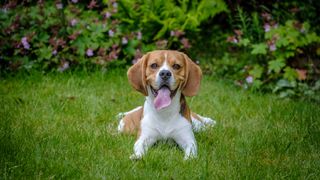 Beagle sitting on grass in garden with tongue out and ferns and plants with purple flowers behind