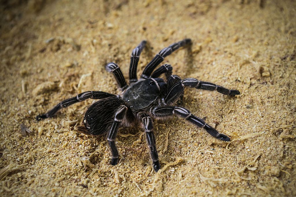 A group of tarantulas ran loose on a flight from Montreal.