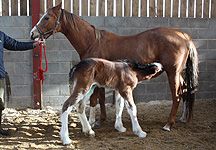adoptedfoal.jpg