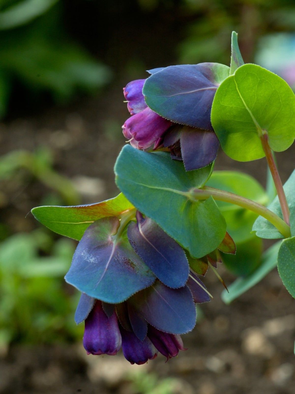 Colorful Cerinthe Blue Shrimp Plant