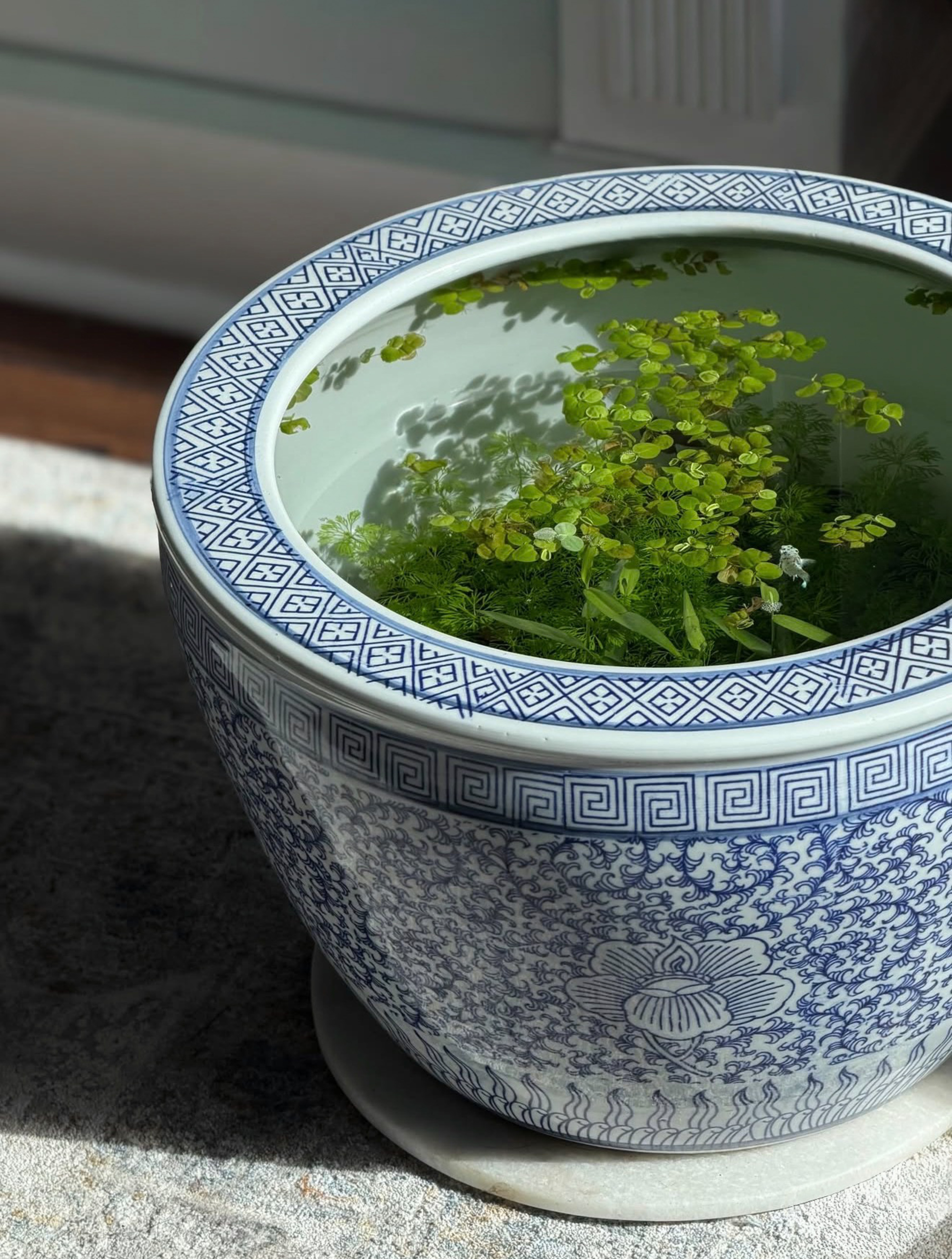 indoor pond in blue-and-white pot on rug with green water plants