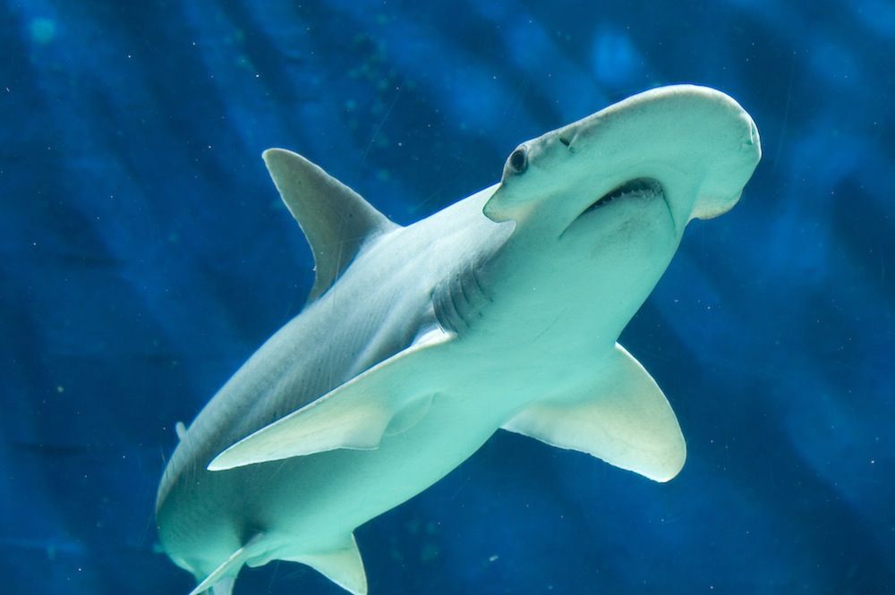 Bonnethead