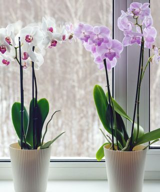 A white and purple orchid on the windowsill