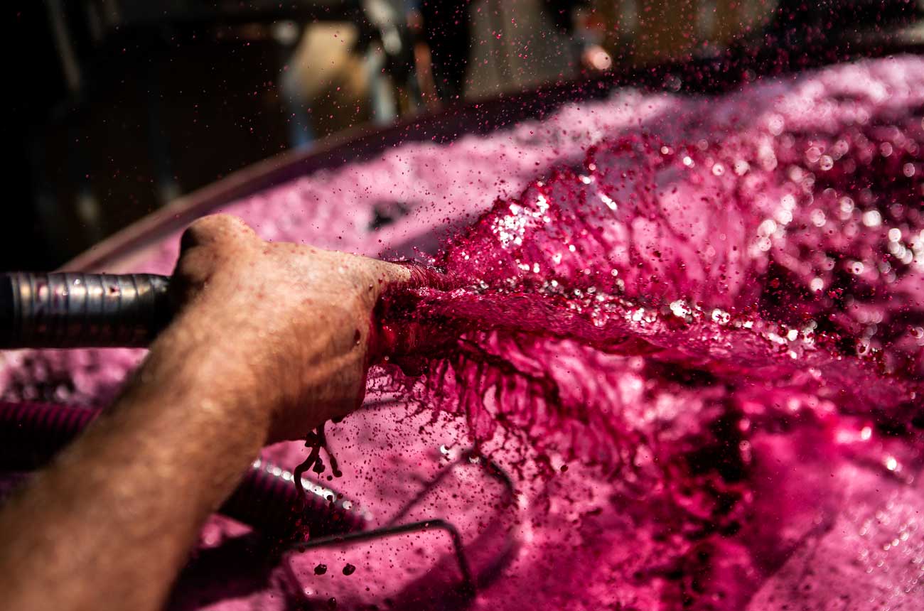 Shiraz juice at Gibson Wines, Barossa Valley