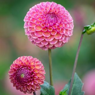 Dahlia Caitlins Joy