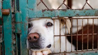 Dog looking out of cage