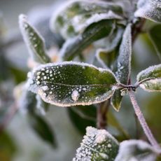 Frosted foliage in garden