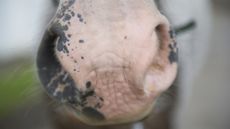 Nose2.jpeg