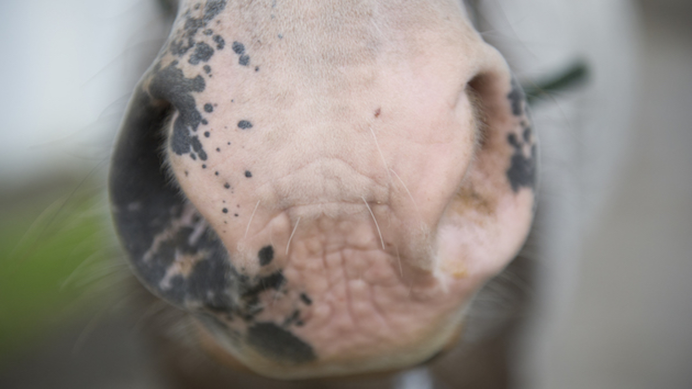 Nose2.jpeg