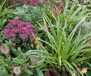 carex grasses in garden