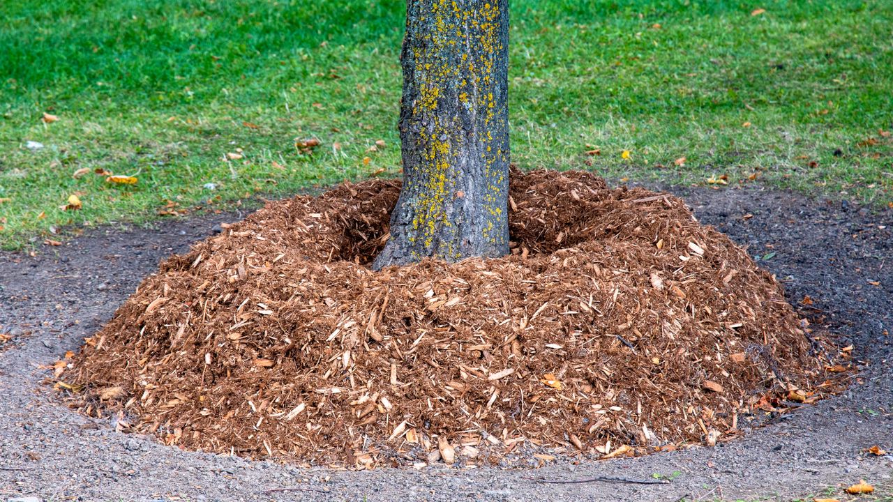 Too much mulch around the trunk of a tree