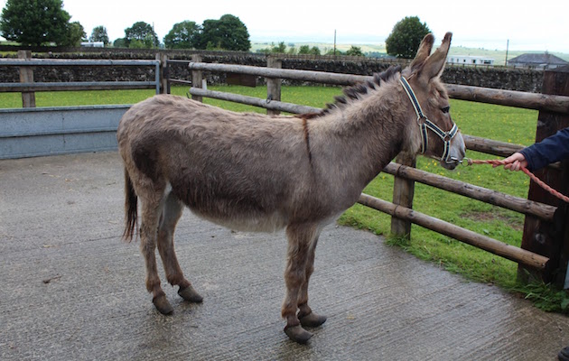 PoorDonkey2.jpg