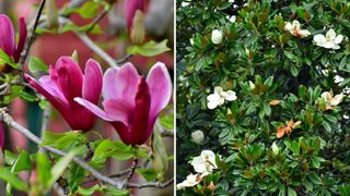 image showing the two different types of magnolia to show how to prune a magnolia tree properly depending on the variety