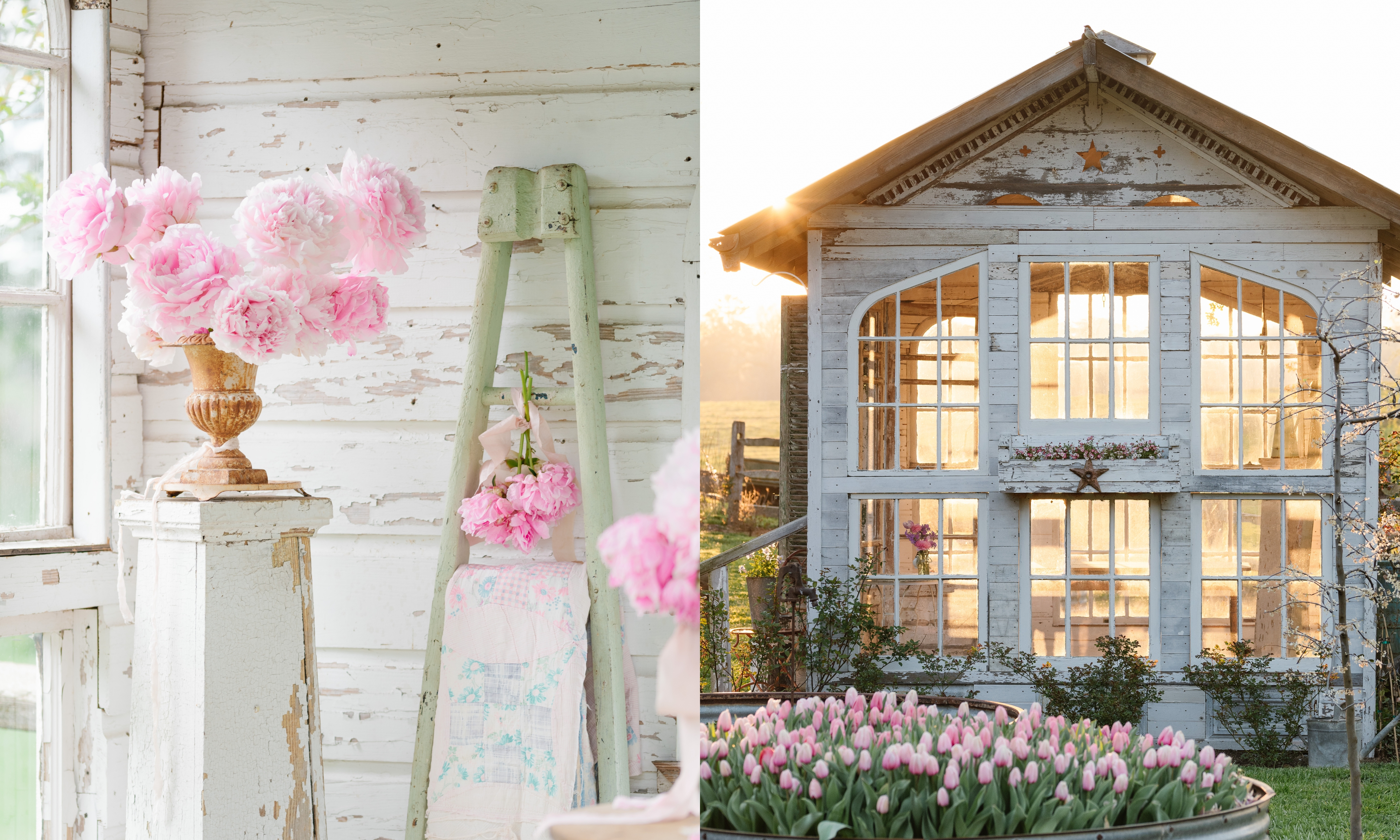 Composite image of peonies in gold urn on wooden plinth, and salvaged flower barn with pink tulips growing in foreground
