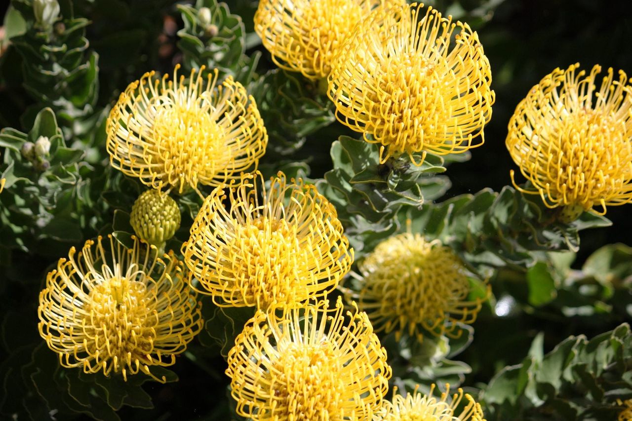 Yellow Leucospermum Flowers