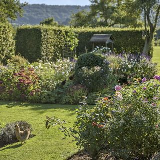 cottage gardens that are well maintained with a small chicken like bird walking on the grass