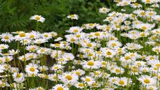 White Shasta daisy blooms during summer