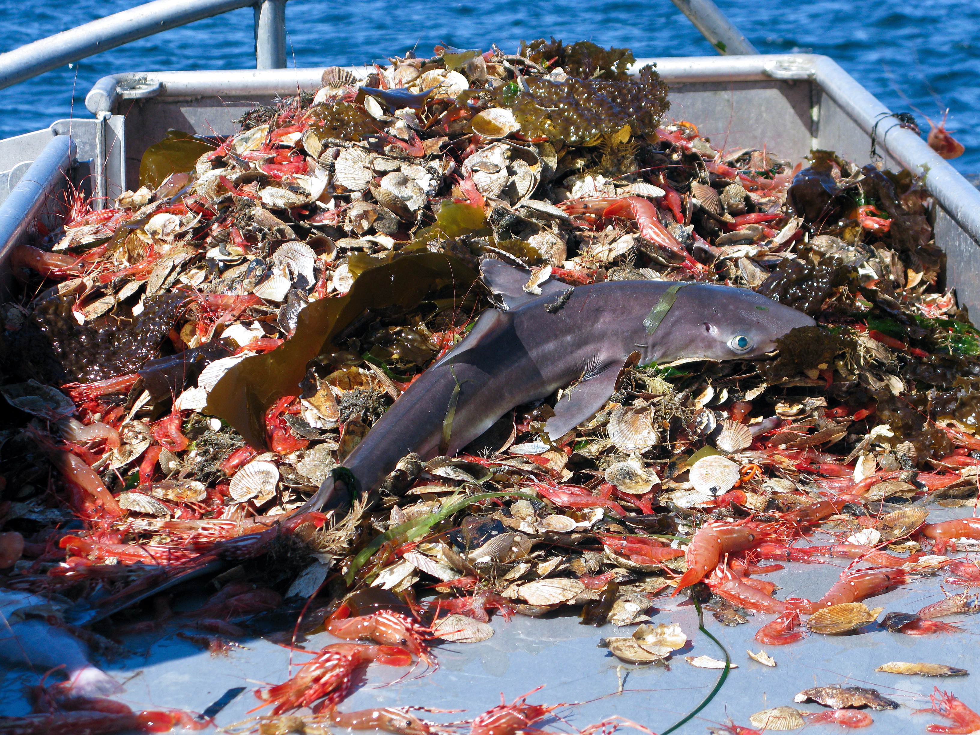 Small shark caught in fishing net, on deck of boat