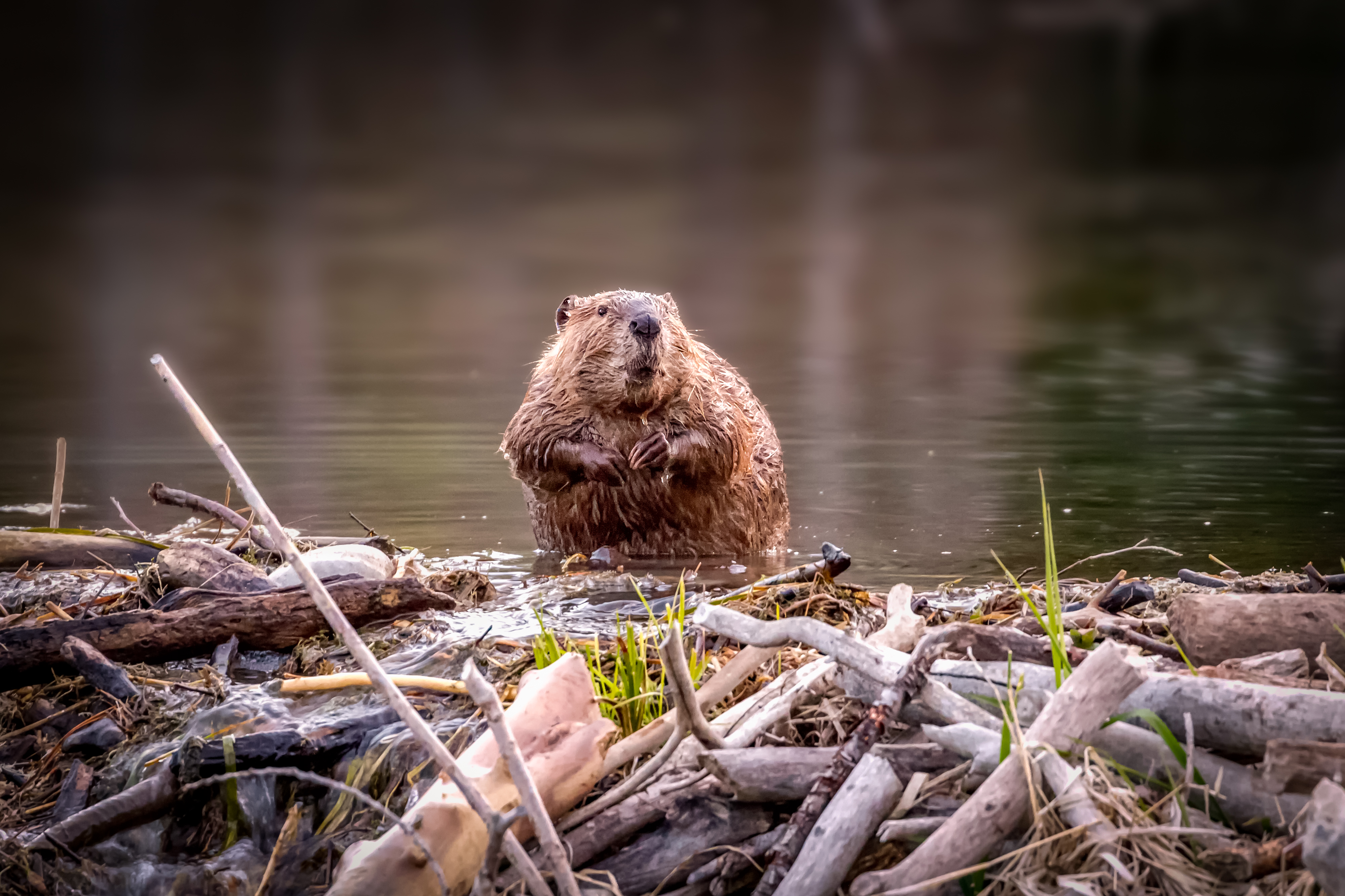 A beaver sat on a dam