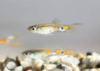 Researchers found male guppies preferred courting females surrounded by relatively drab males, something that not only made them look more attractive, but also landed them more action.