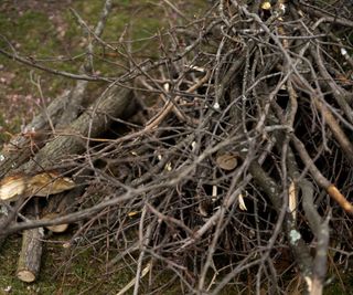A pile of sticks, logs, and garden waste