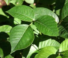 Poison Ivy Plant