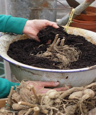 Pot up dahlia tubers, and other tender corms and bulbs, in spring