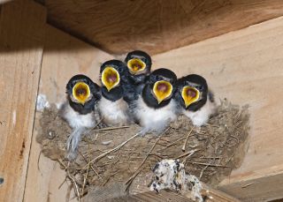 Barn Swallow chicks