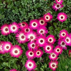Pink ice plant ground cover