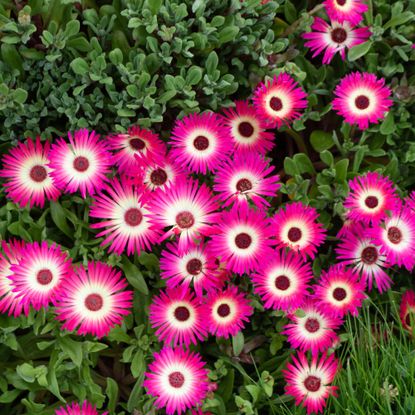 Pink ice plant ground cover