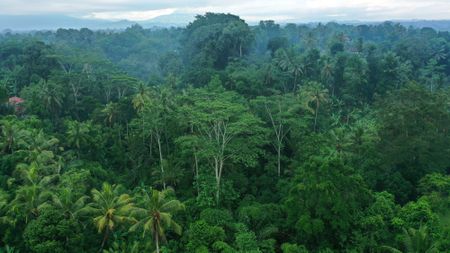A view of a lush rainforest under a cloudy sky.
