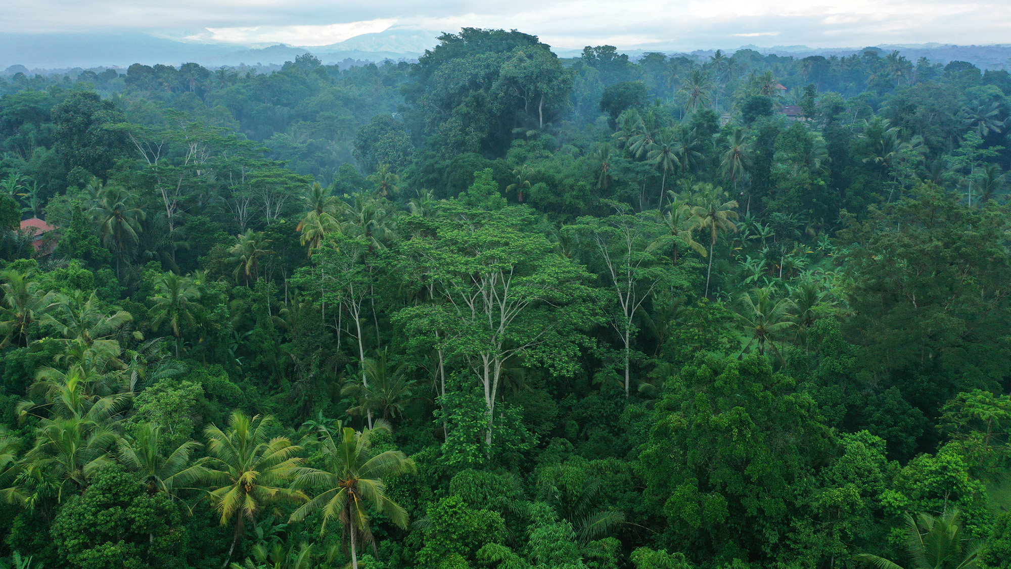 A view of a lush rainforest under a cloudy sky.