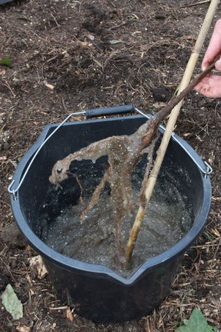 mycorrhizal fungi for bare root trees