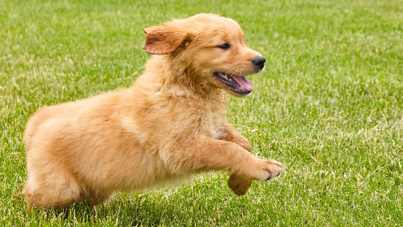 Overexcited puppy that needs to calm down
