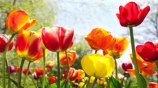 Colorful tulip flowers in the sunshine