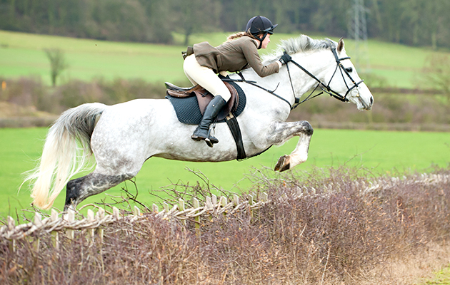 The field jump a hedge near the meet