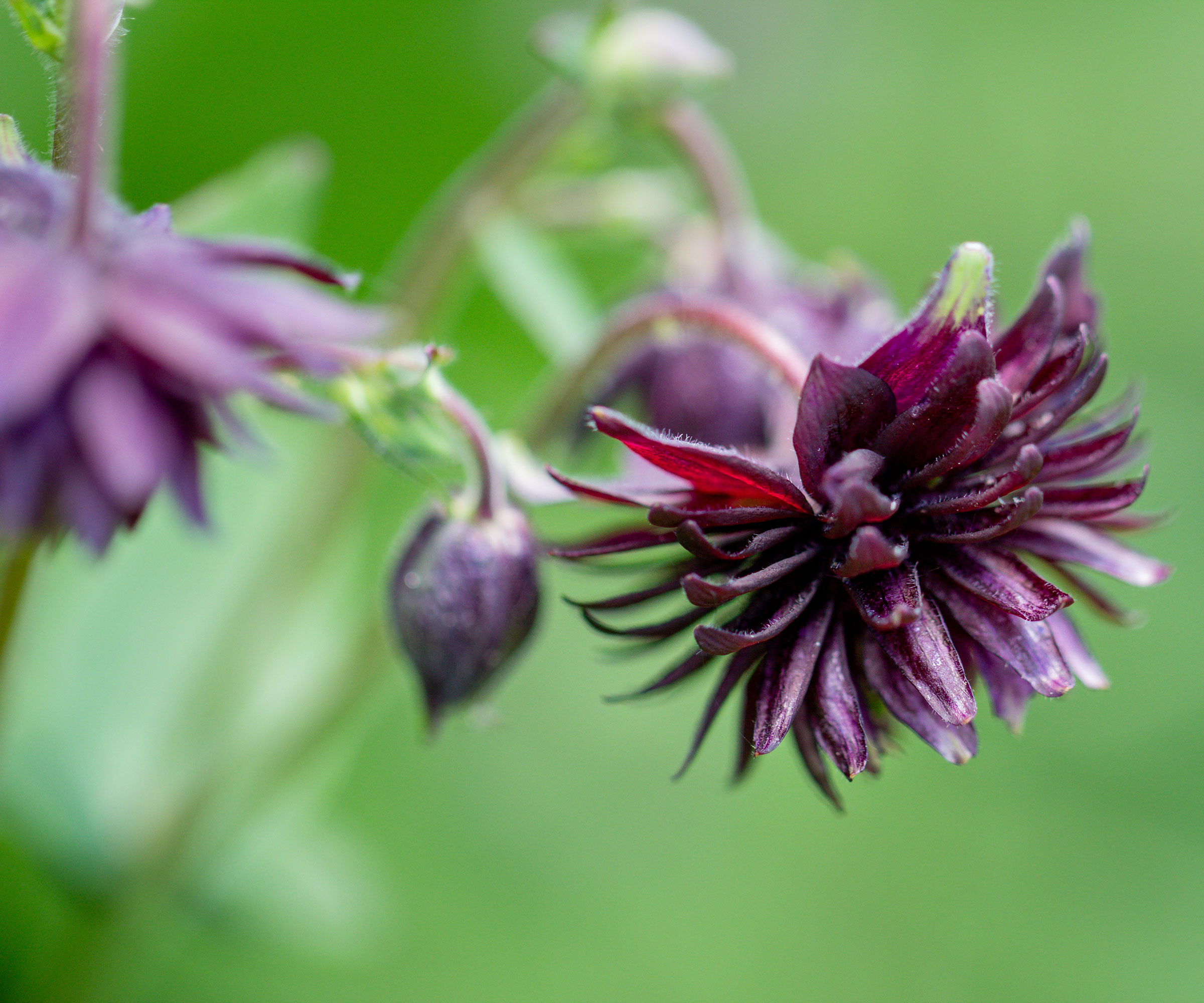 columbine Black Barlow in full bloom