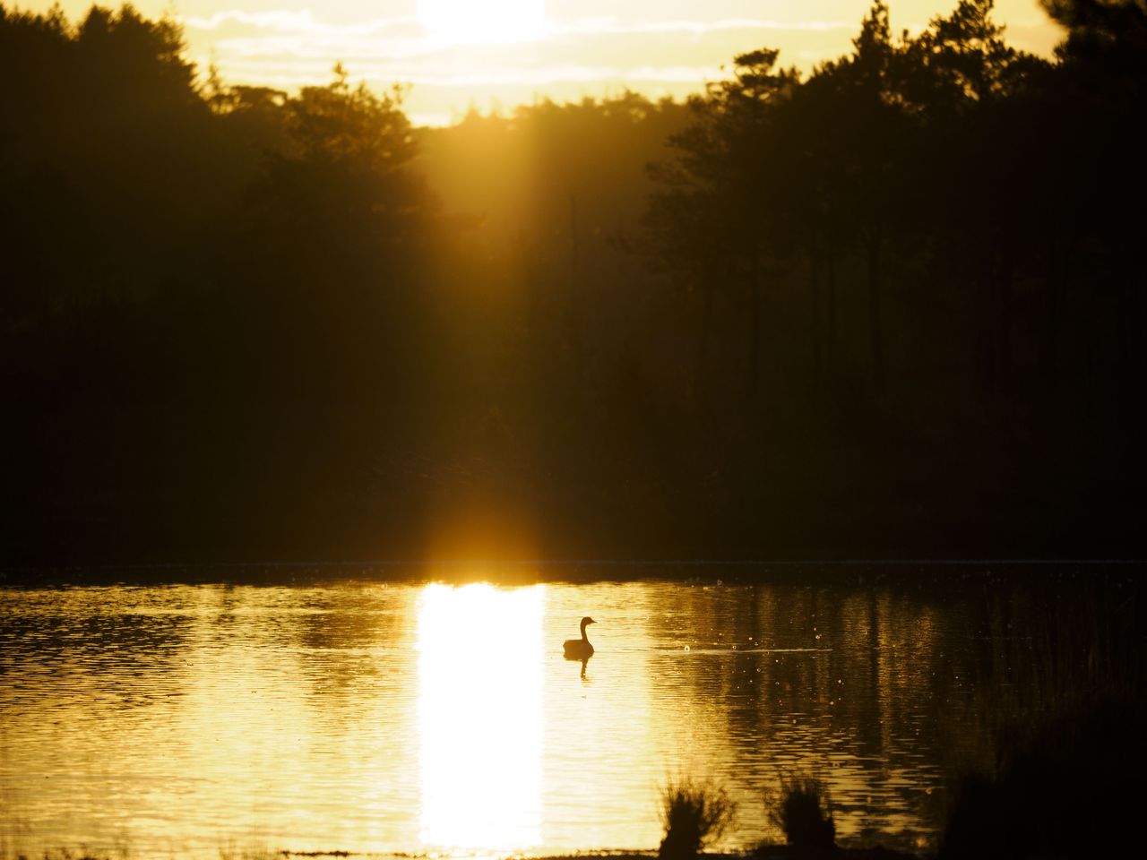 OM System 50-200mm F2.8 sample gallery: goose in water framed by rising sun