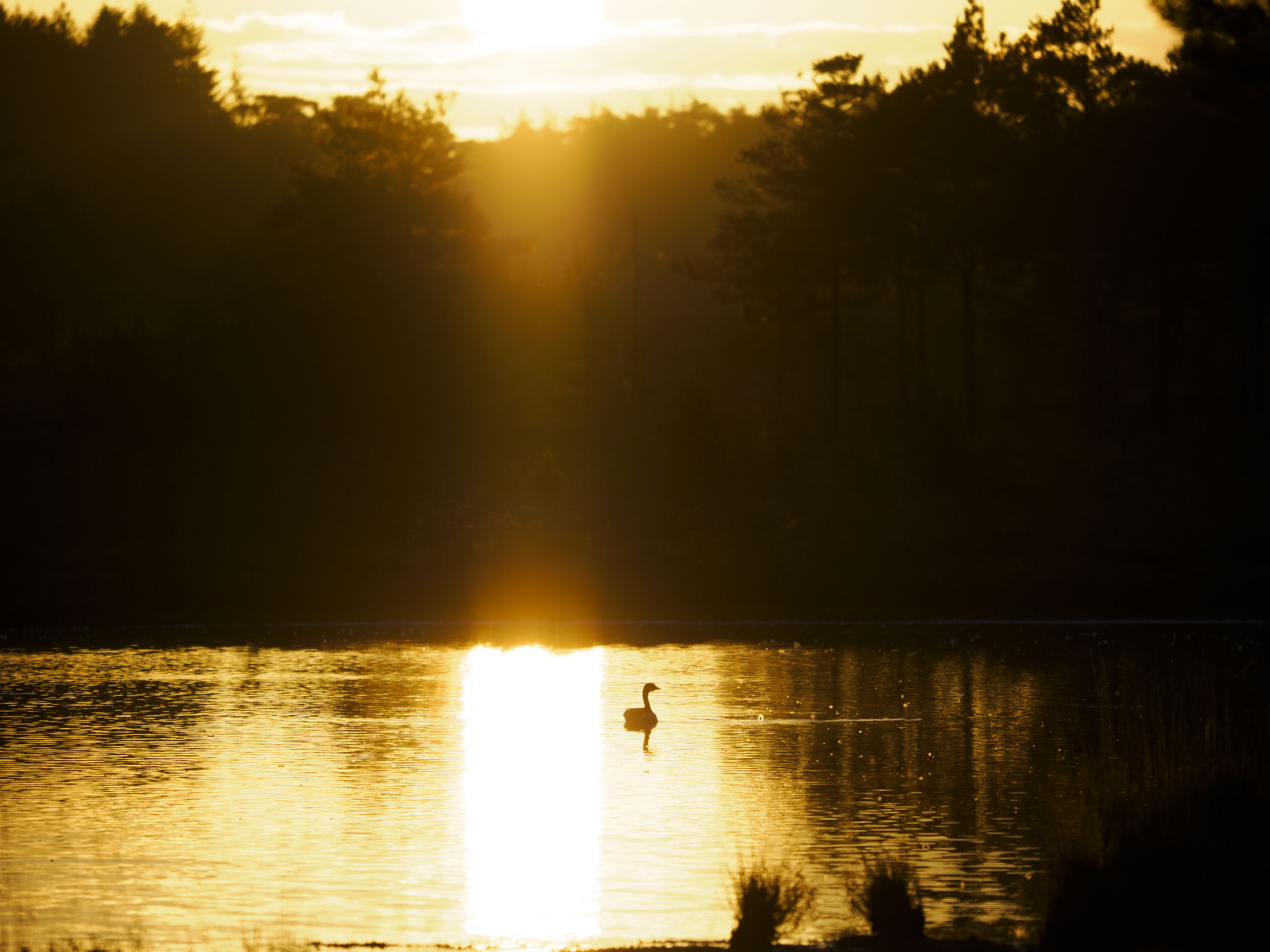 OM System 50-200mm F2.8 sample gallery: goose in water framed by rising sun