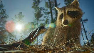 A raccoon and snake as shown in the Netflix series Nightmares of Nature