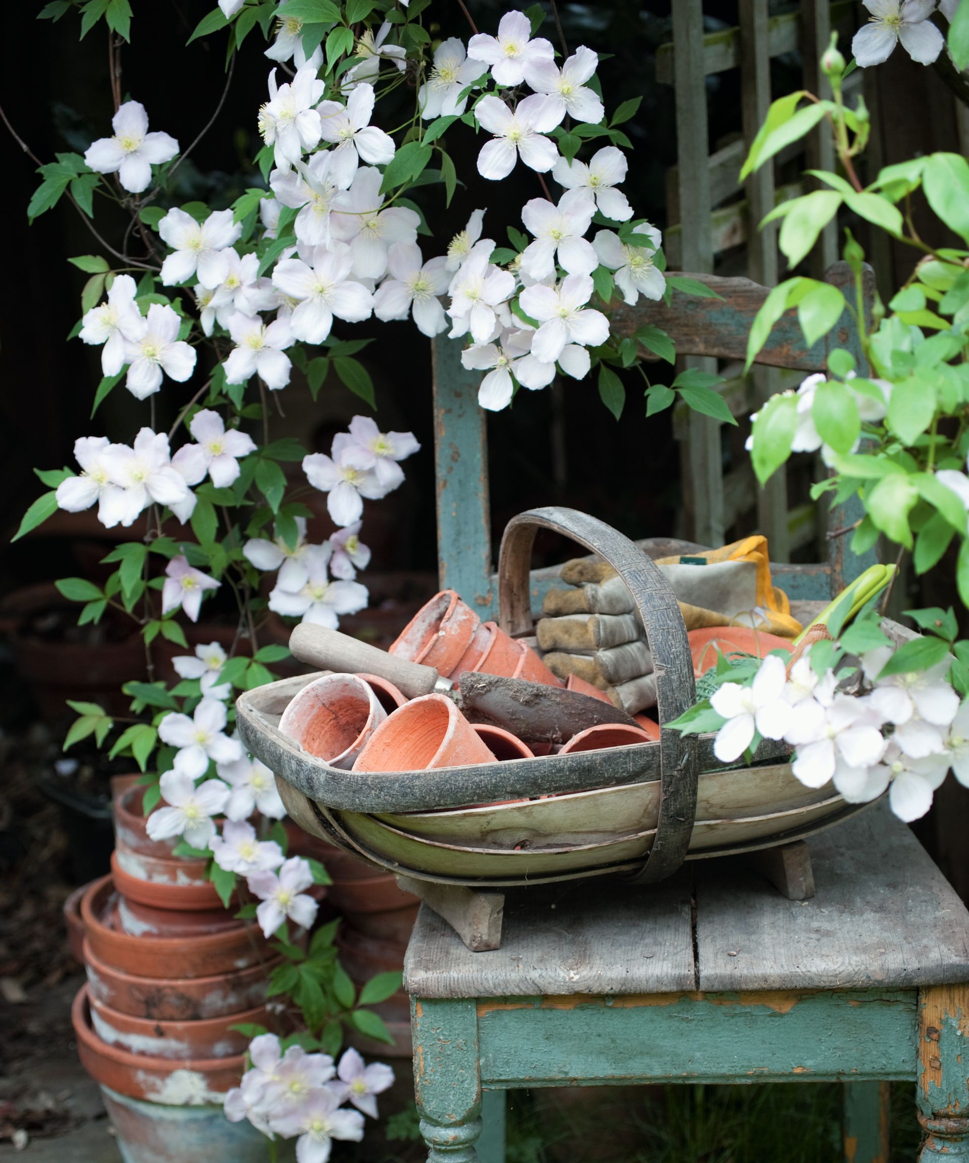 trug with trowel and plant pots on a garden table in front of a flowering clematis vine
